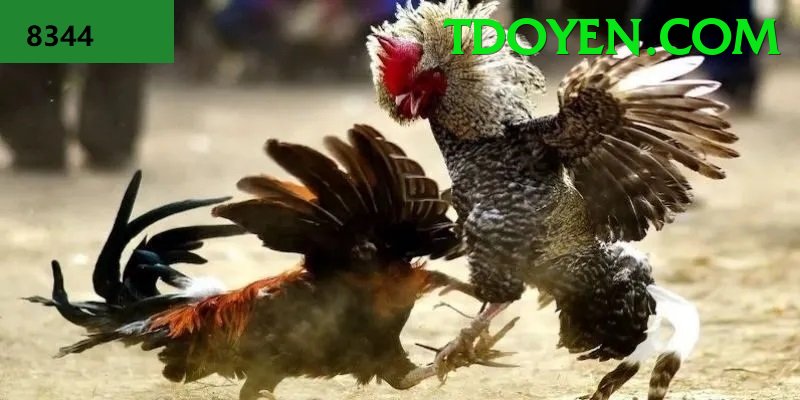 Đá Gà Trực Tiếp - 1XBET